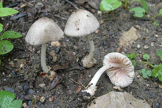 Volvariella spec.